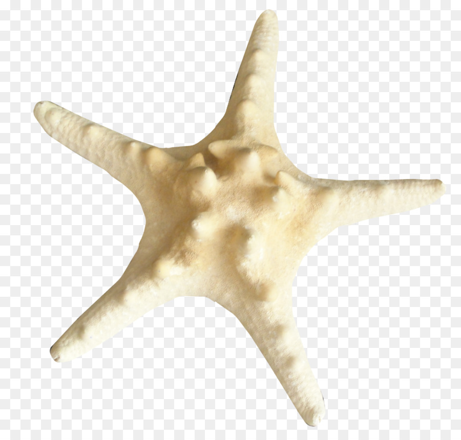 Estrela Do Mar，Inseto PNG