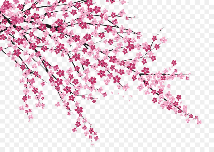 Flor De Cerejeira，Sakura Não Hanabiratachi PNG
