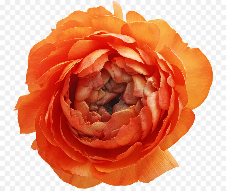Rosa Chinensis，Flor PNG