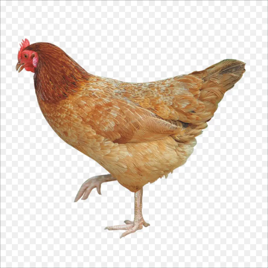 Frango，Crocante De Frango Frito PNG