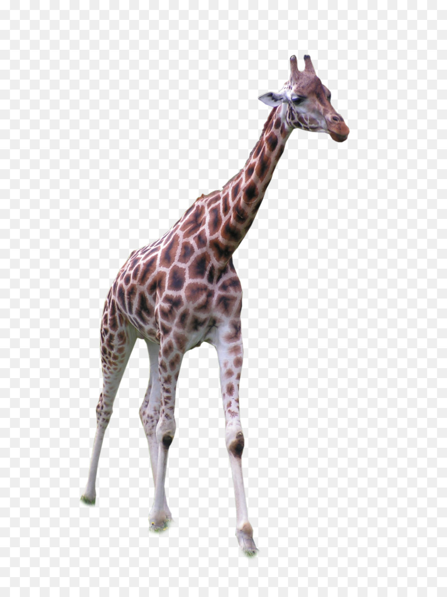 Girafa，Pescoço Longo PNG