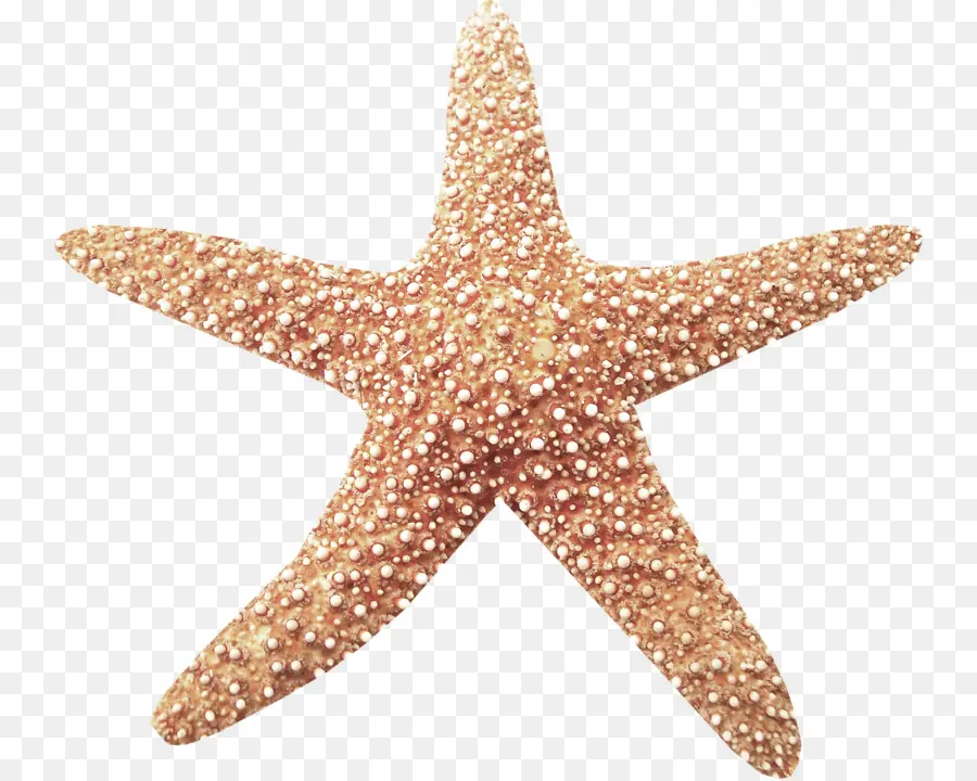 Estrela Do Mar，Encapsulated Postscript PNG