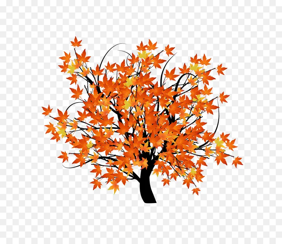Outono Folhas De Cor，árvore PNG