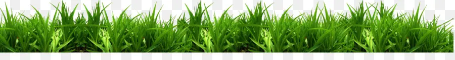 Vetiver，Sweet Grass PNG