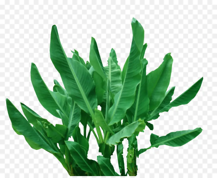 Planta Verde，Plantar PNG