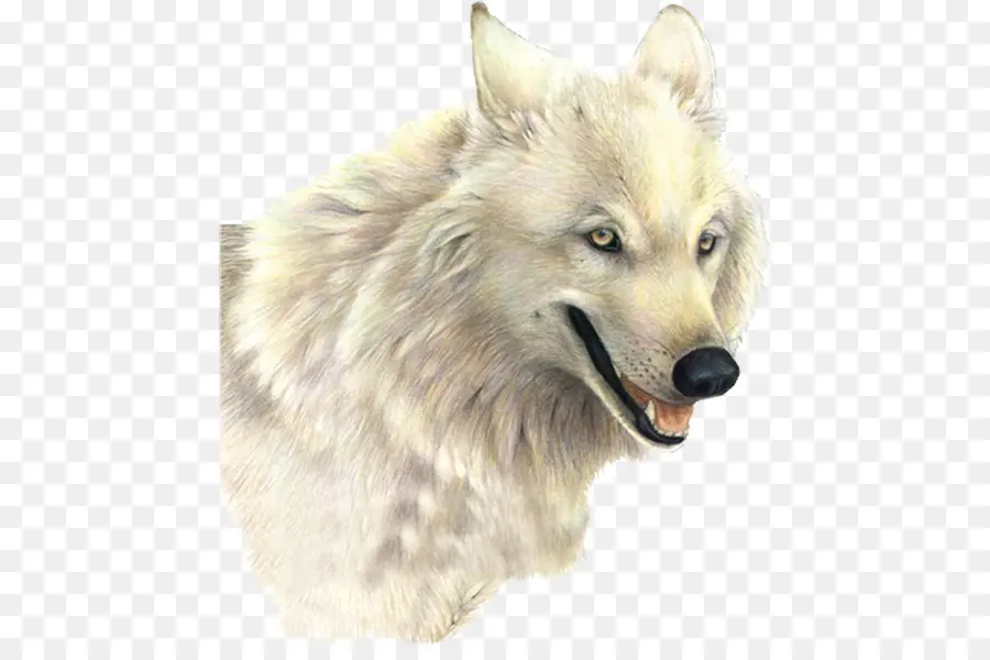 Cão，Arctic Wolf PNG