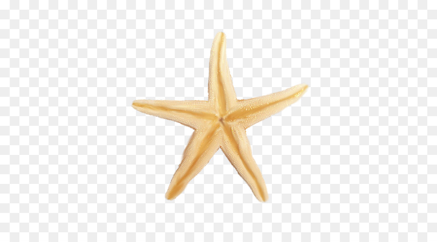 Estrela Do Mar，Google Imagens PNG