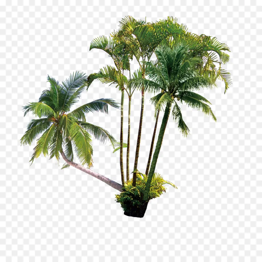 Arecaceae，Leite De Coco PNG