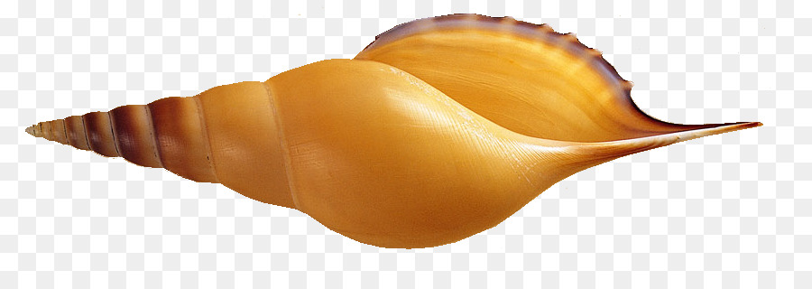 Frutos Do Mar，Seashell PNG