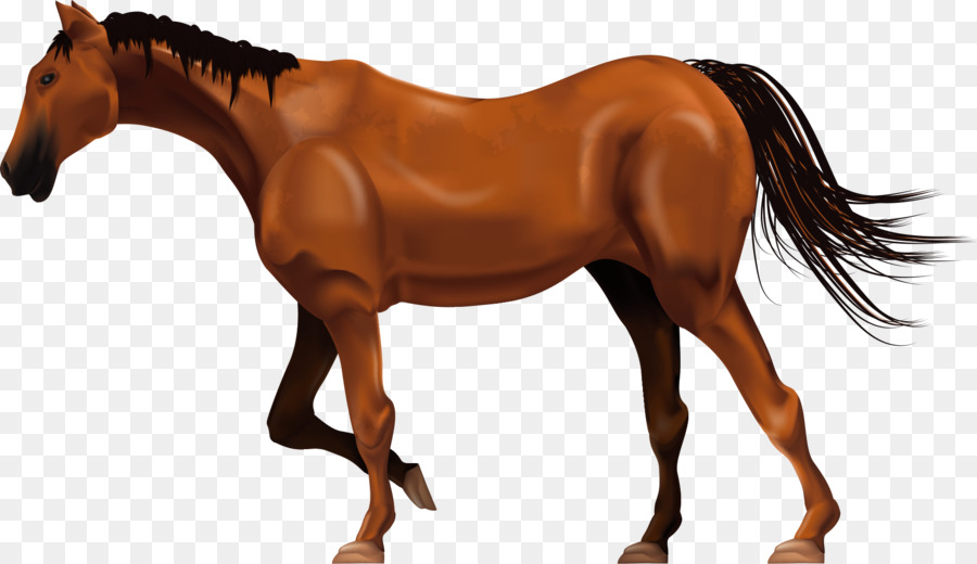 Ferghana Cavalo，Garanhão PNG
