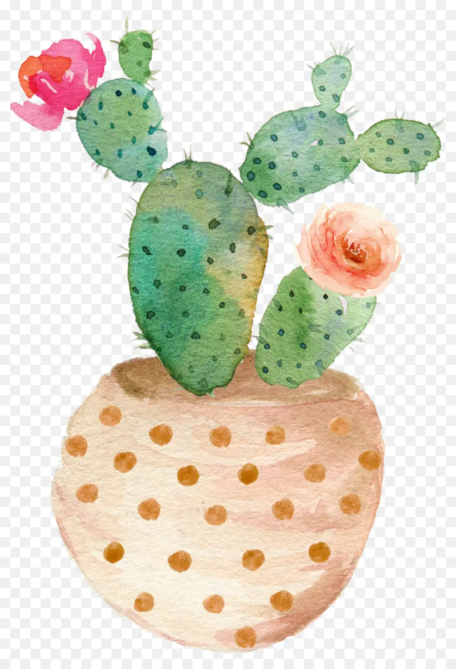 Pintura Em Aquarela，Suculenta Planta PNG