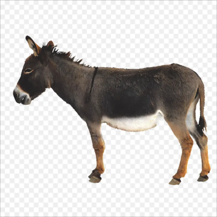 Burro，Download PNG