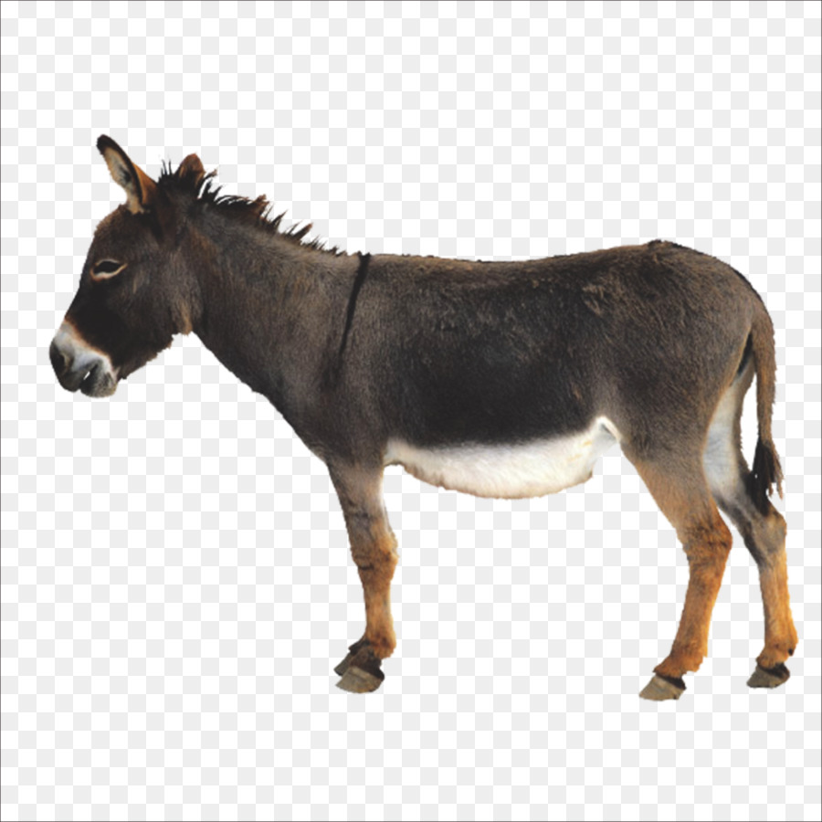 Imagens Burro PNG e Vetor, com Fundo Transparente Para Download Grátis