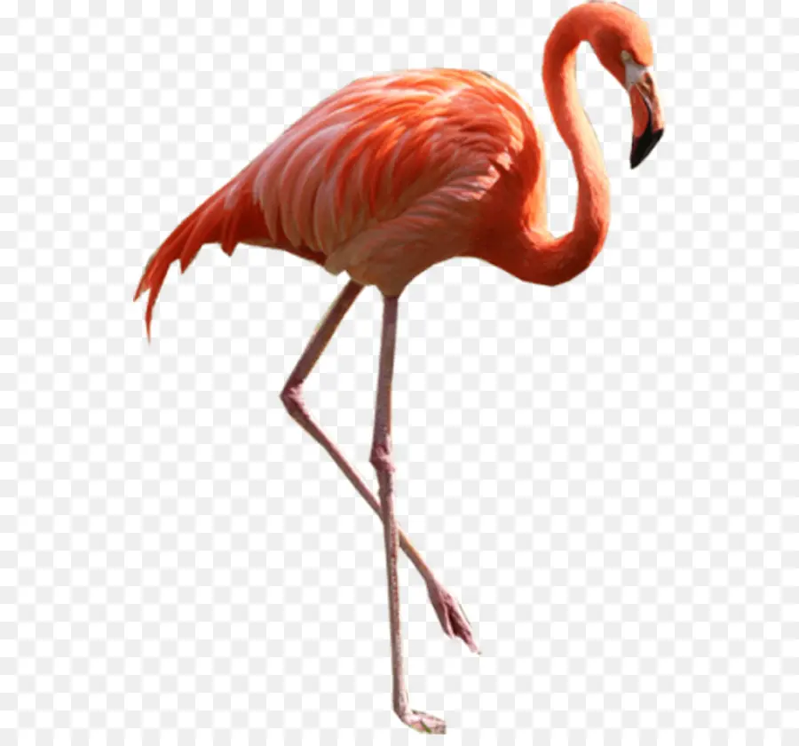 Flamingo，Resolução De Vídeo PNG