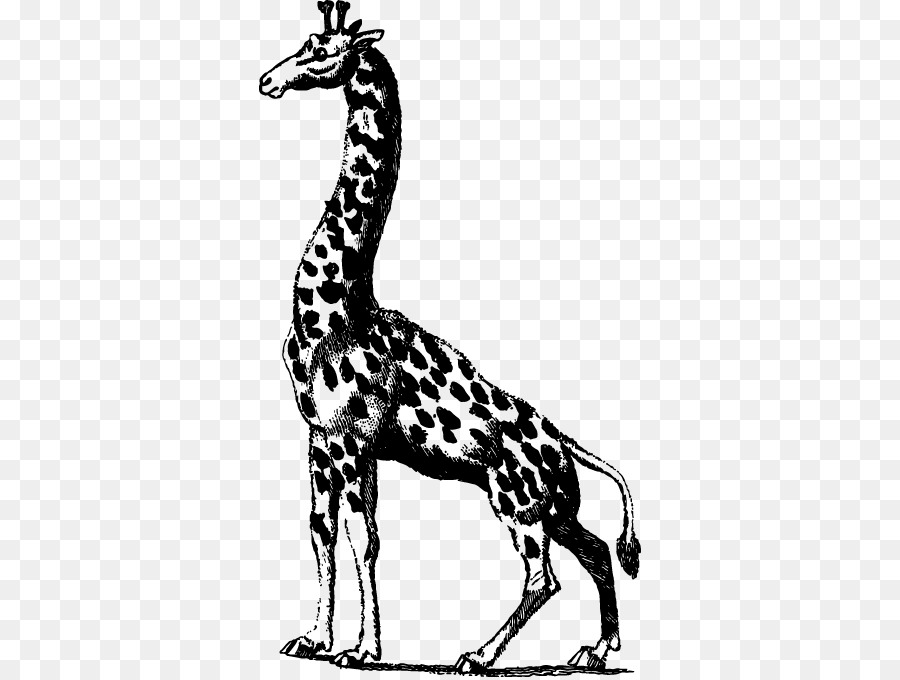 Girafa，Scalable Vector Graphics PNG