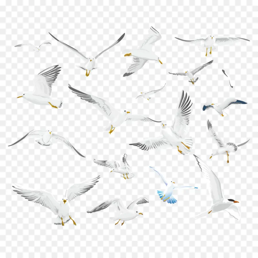 Gaivotas，Vôo PNG