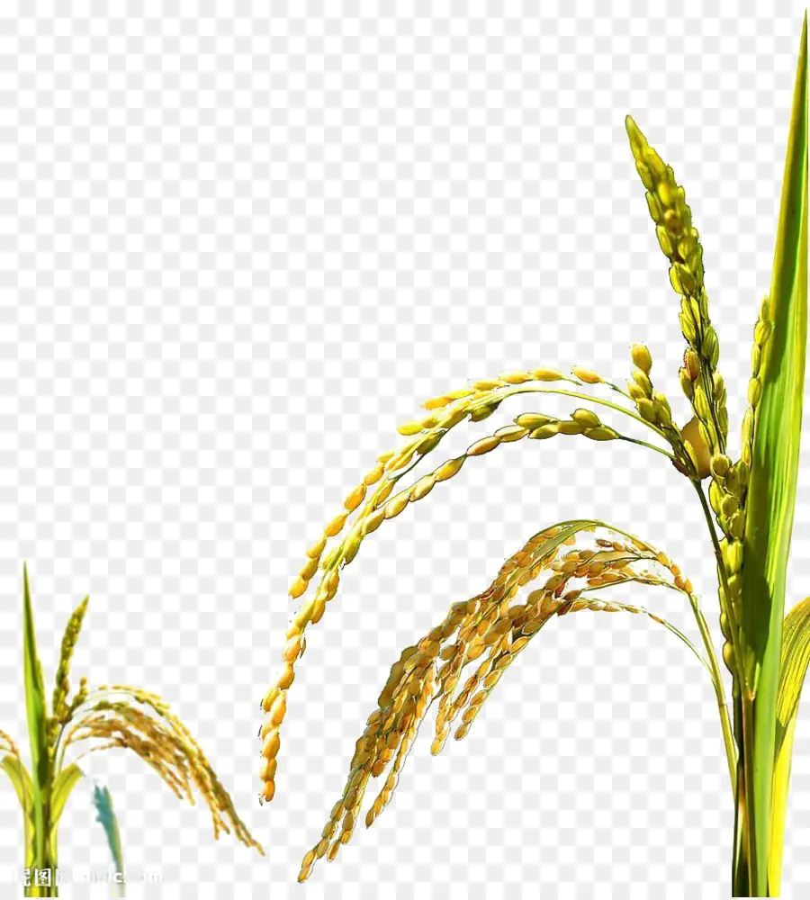 Arroz，Oryza Sativa PNG