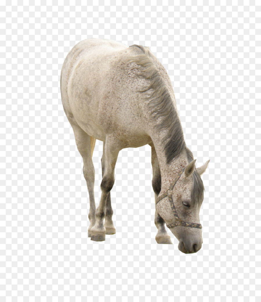 Cavalo Branco Em Png - Horse, Transparent Png - kindpng