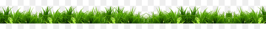 Vetiver，Wheatgrass PNG