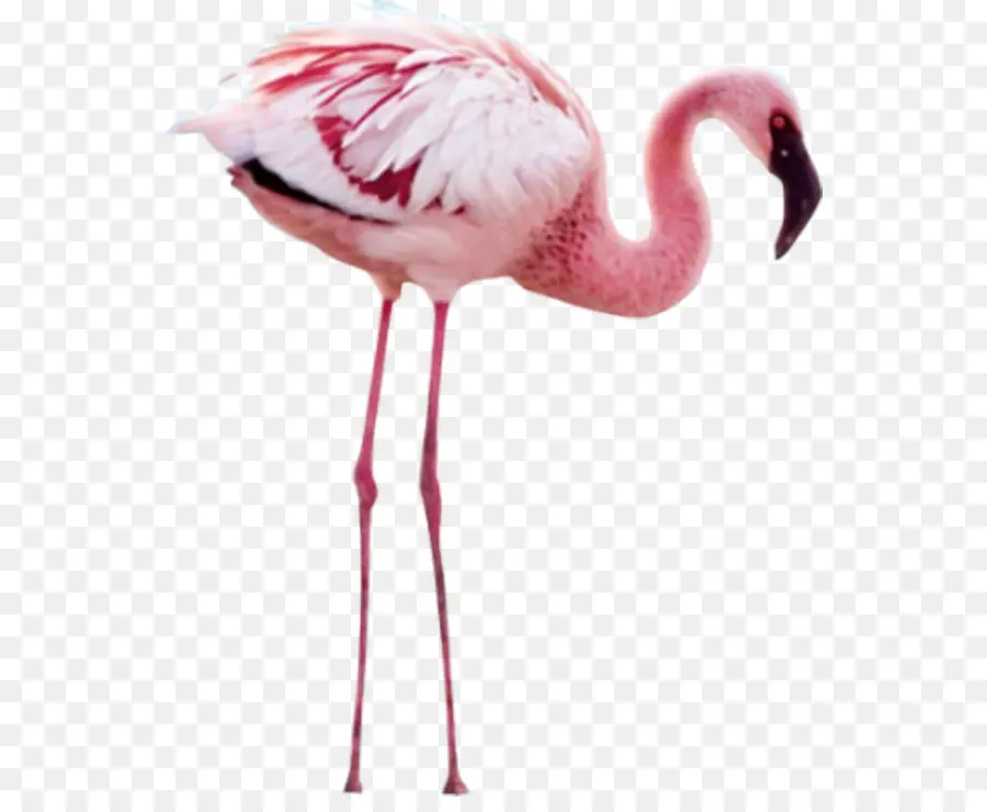 Flamingo，Encapsulated Postscript PNG