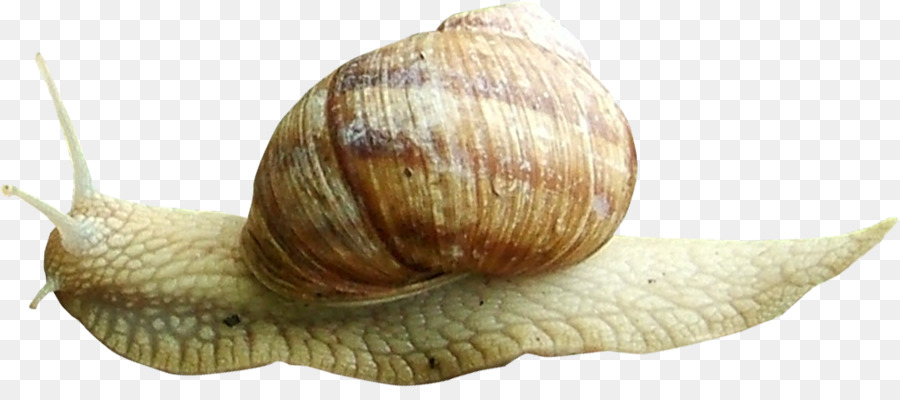 Caracol Marrom，Concha PNG