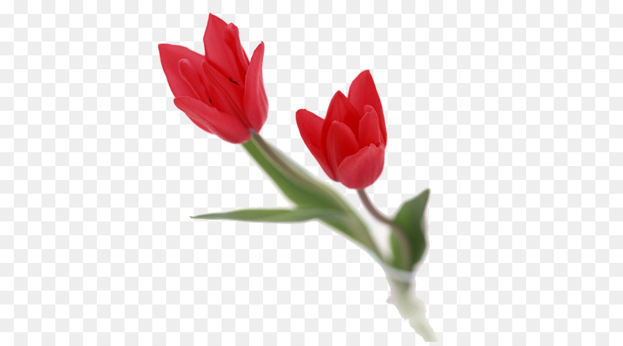 Tulipas，Vermelho PNG