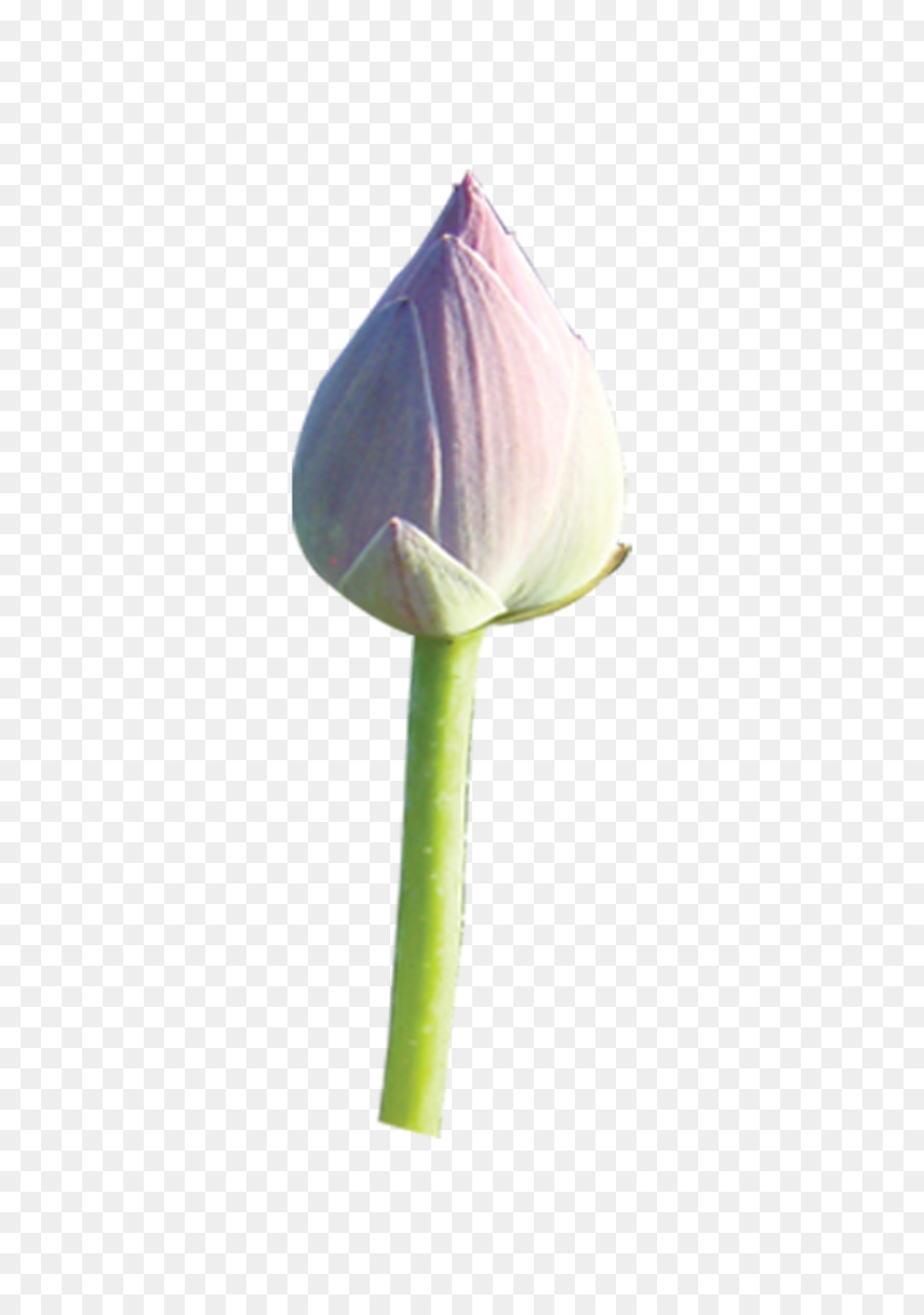 Botão De Lótus，Rosa PNG