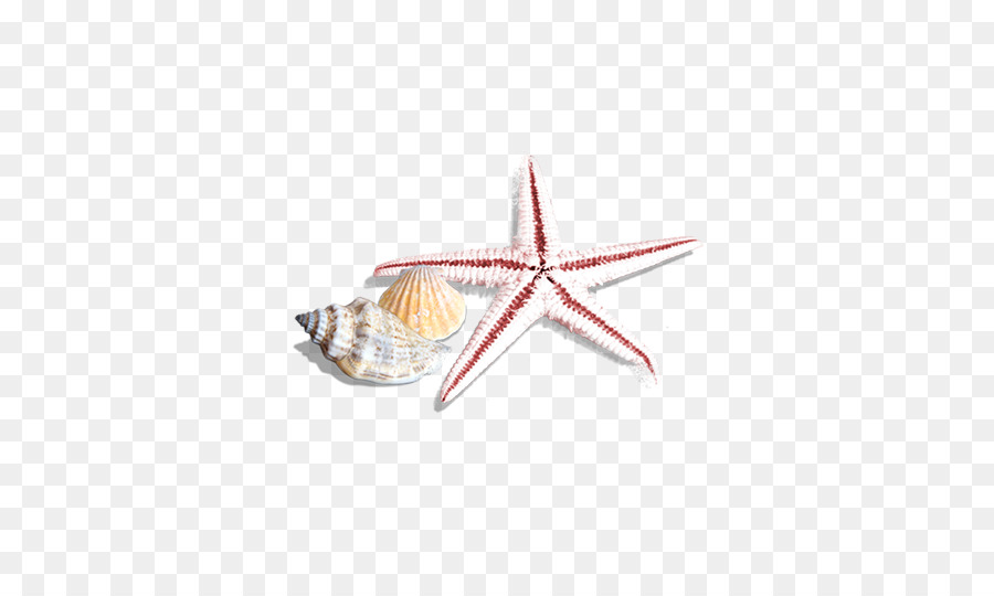 Seashell，O Caracol Marinho PNG