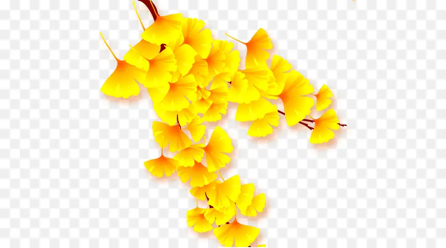 Flores Amarelas，Filial PNG