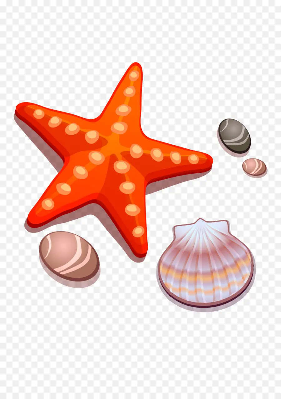 Estrela Do Mar Vermelha，Conchas PNG