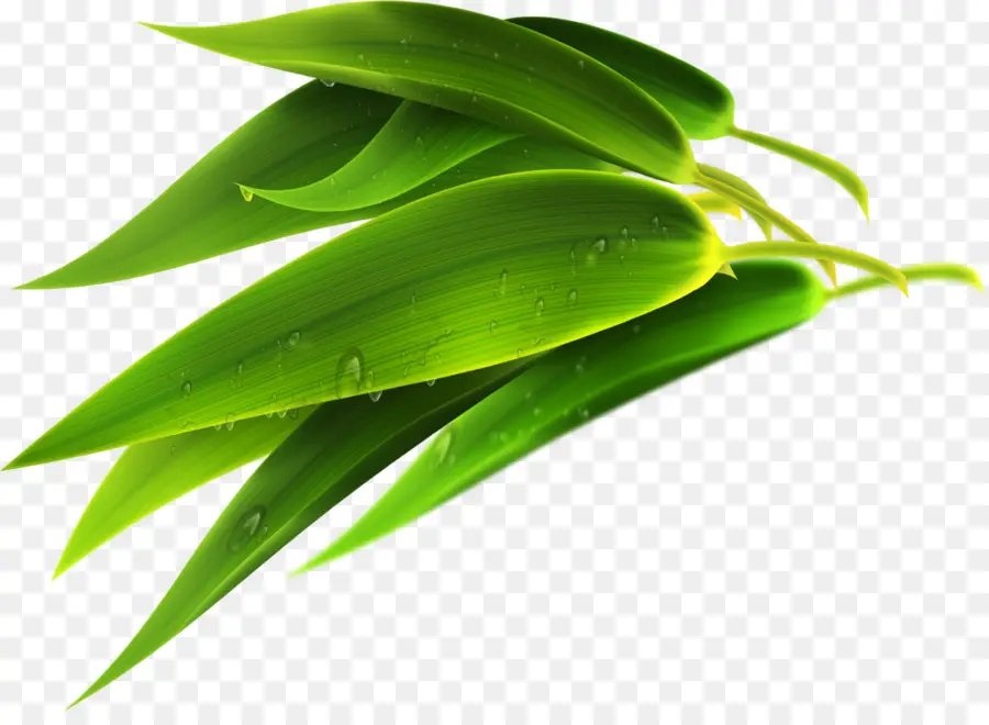 Folhas Verdes，Natureza PNG