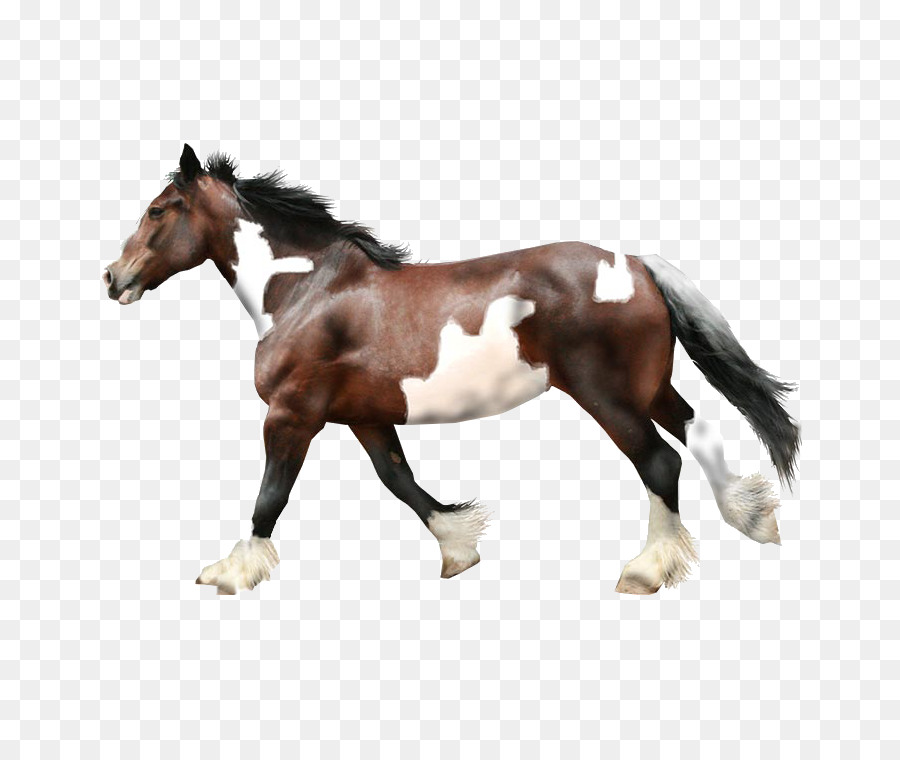 Potro，Cavalo PNG