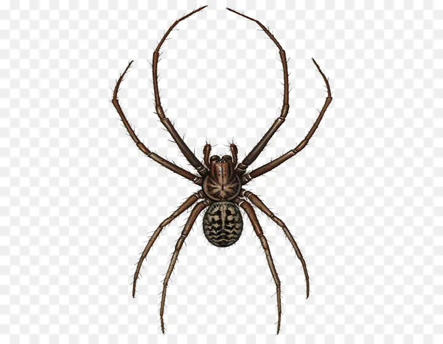 Europeia Aranha De Jardim，Aranha PNG