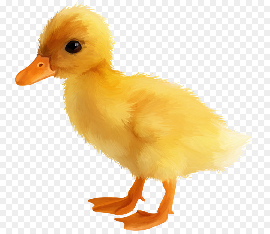 Pato Pato Amarelo Amarelo Png Transparente Gratis