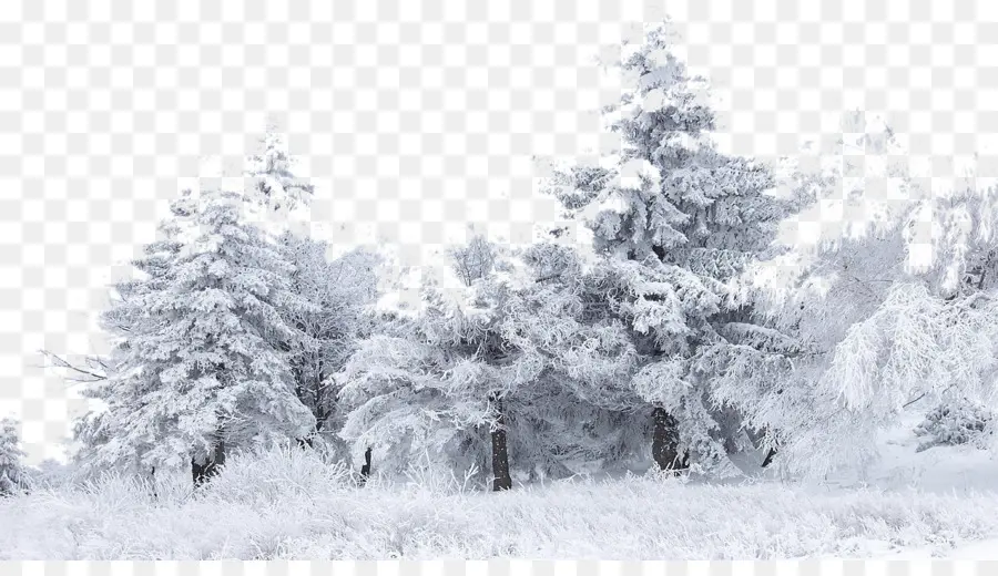 Neve，árvore PNG