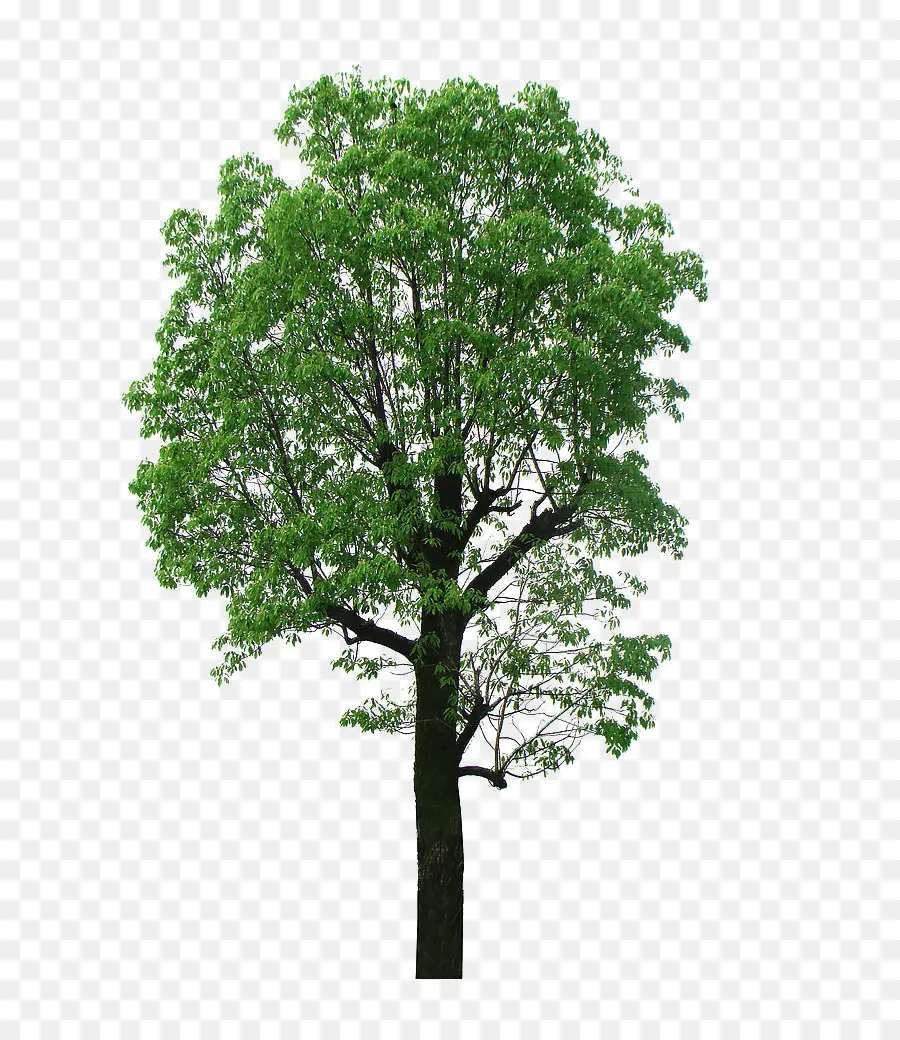 árvore De Cânfora，árvore PNG
