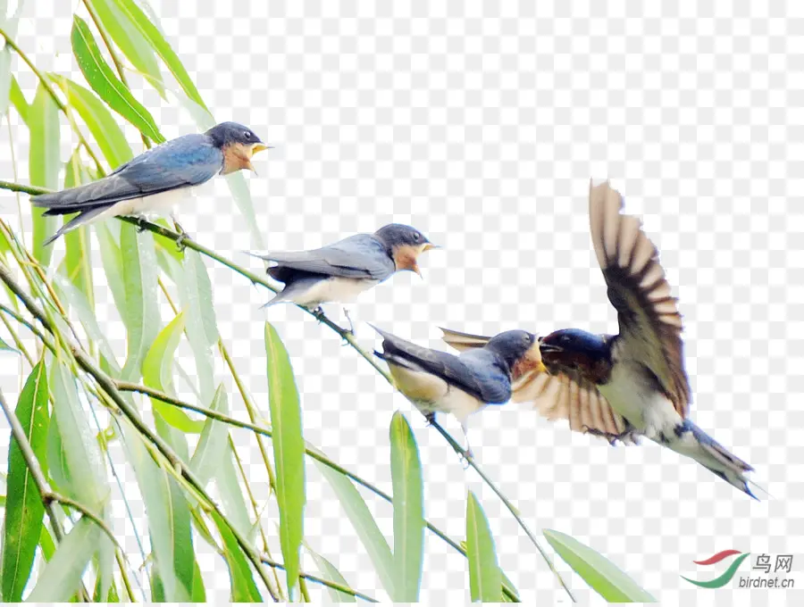 Bambu Pássaro，Aves PNG