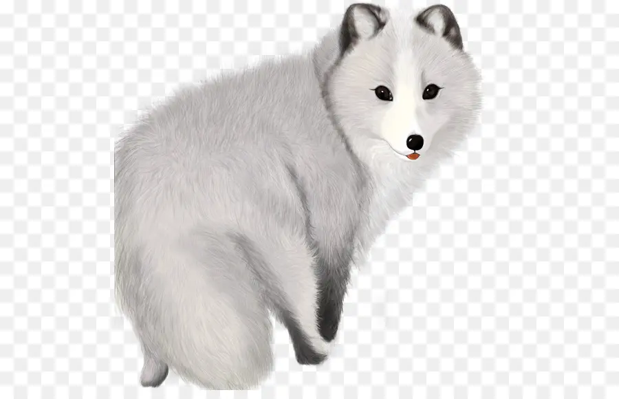 Raposa Do ártico，Fox PNG