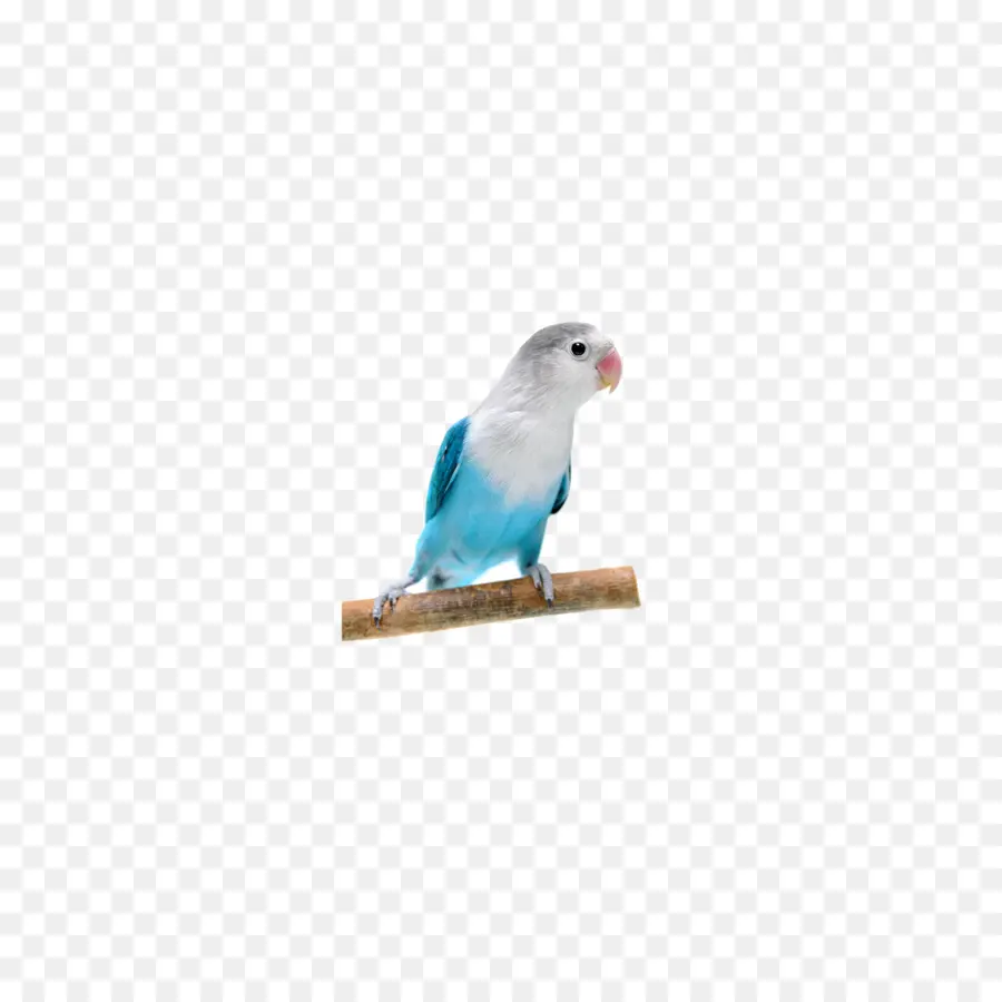 Pássaro，Azul PNG