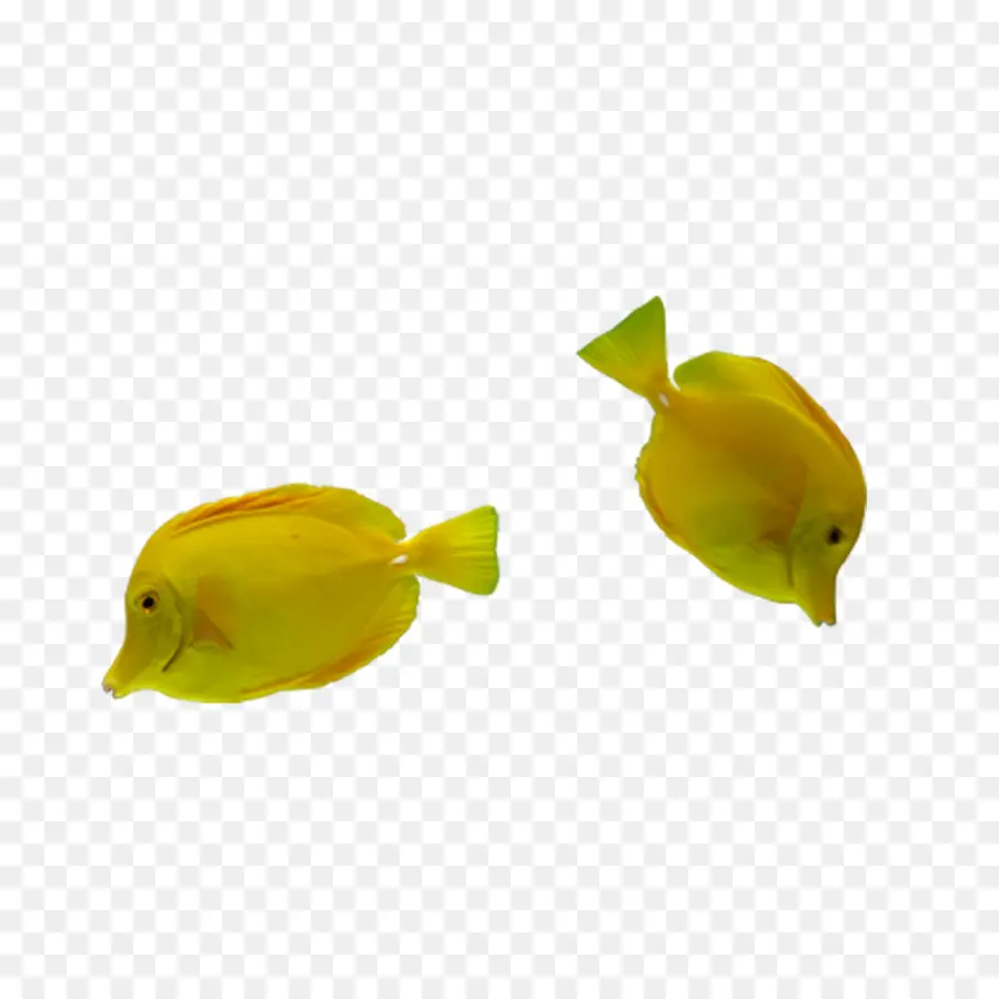 Peixe Amarelo，Amarelo PNG