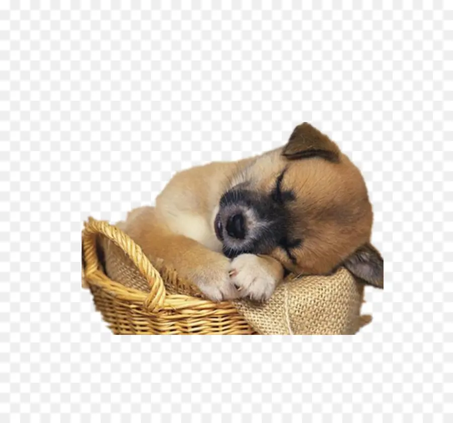 Filhote De Cachorro，Dormindo PNG