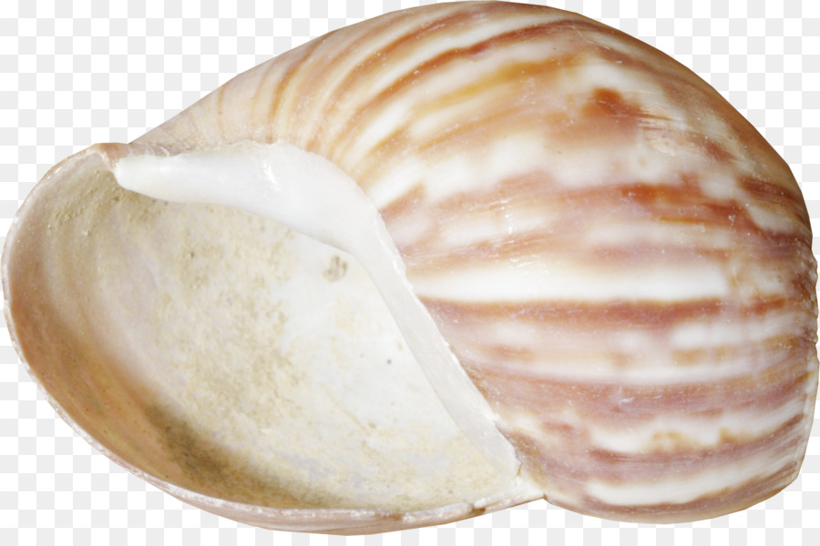 Seashell，Conquiliologia PNG