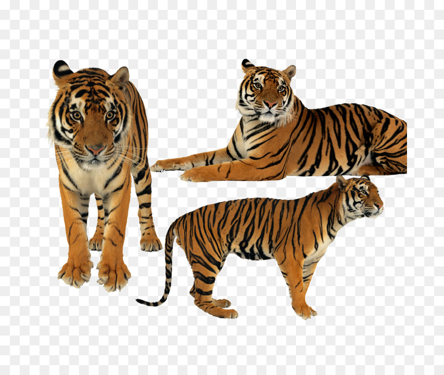 Tigres，Grandes Felinos PNG