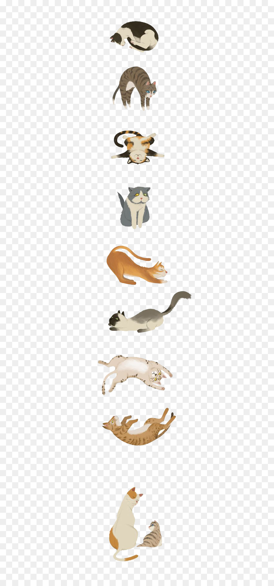 Gatos，Poses Diferentes PNG