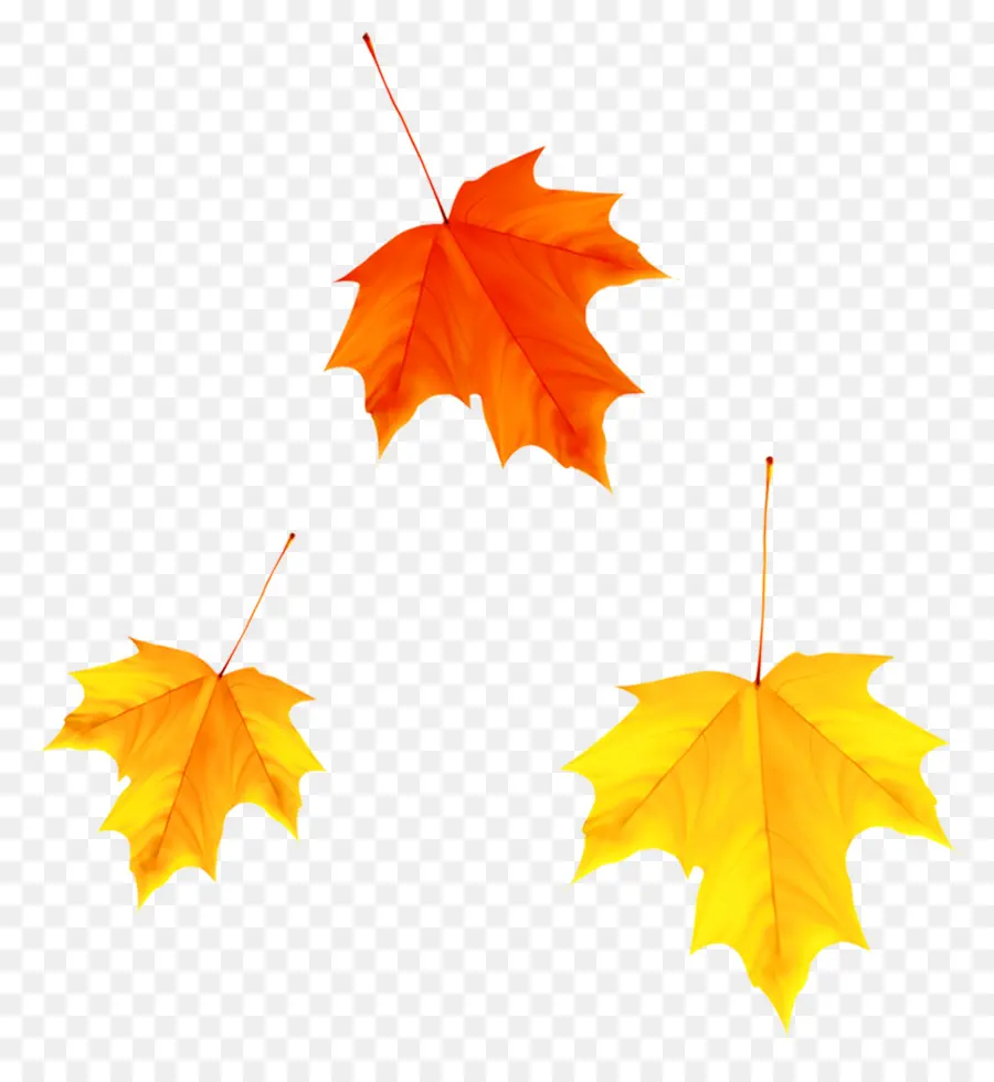 Maple Leaf，Outono PNG