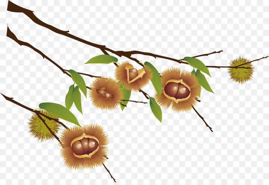 Castanea Crenata，Sweet Chestnut PNG