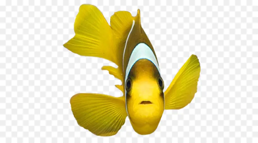 Peixe，Amarelo PNG