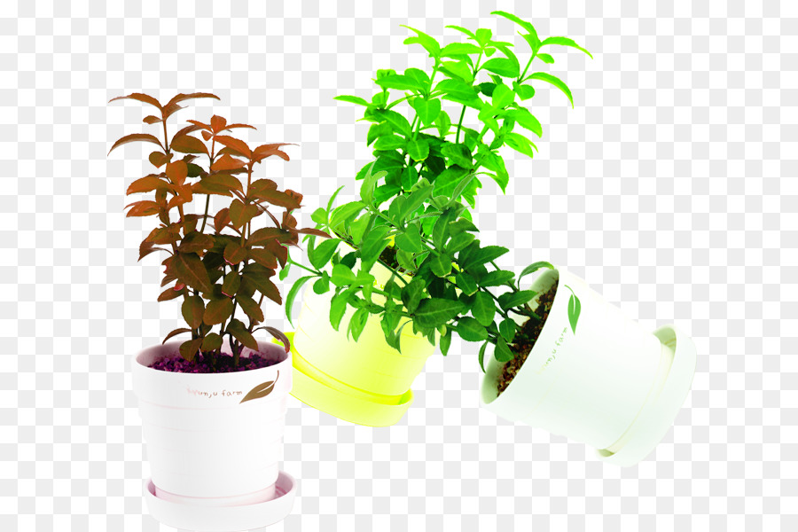 Vasos De Plantas，Plantas PNG