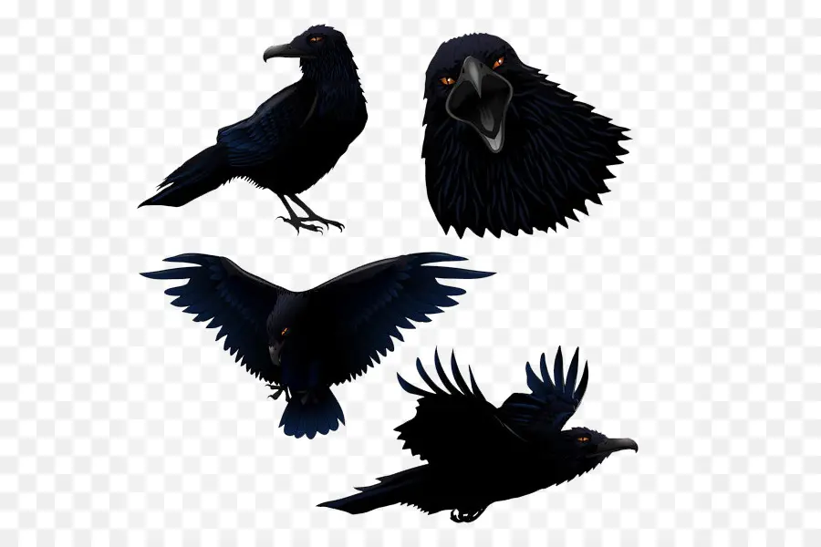 Raven Comum，Pássaro PNG