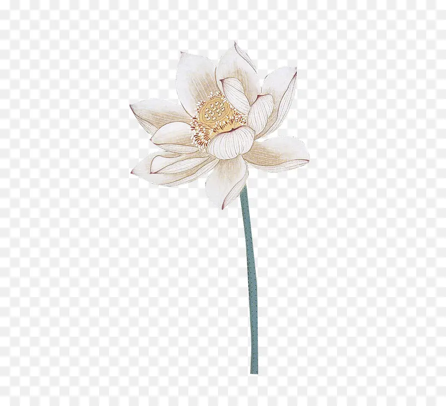 Flor De Lótus Rosa，Florescer PNG